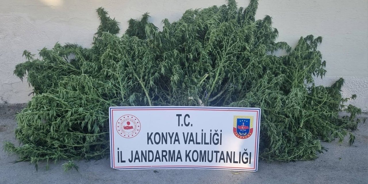Konya’da Jandarmadan uyuşturucuya darbe! 164 kök ele geçirildi