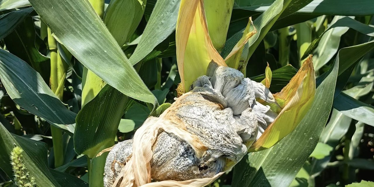 Konya Ovasının tartışmalı ürününde yeni tehdit