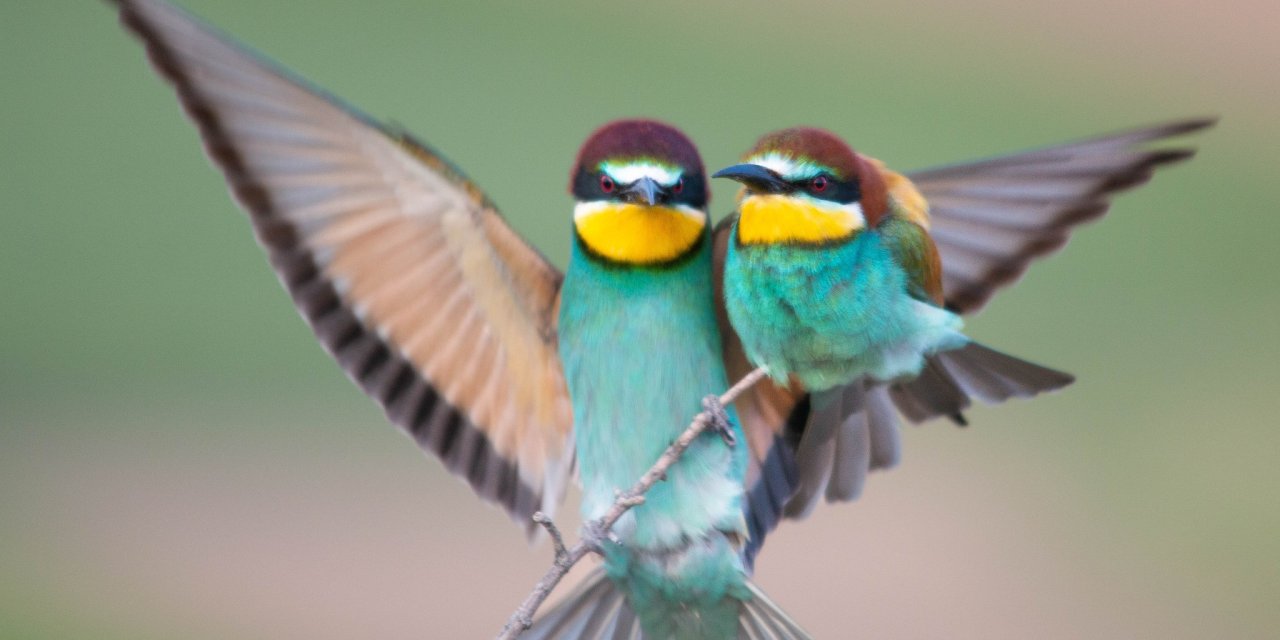 Konya semalarının ihtişamlı kanatları görücüye çıktı