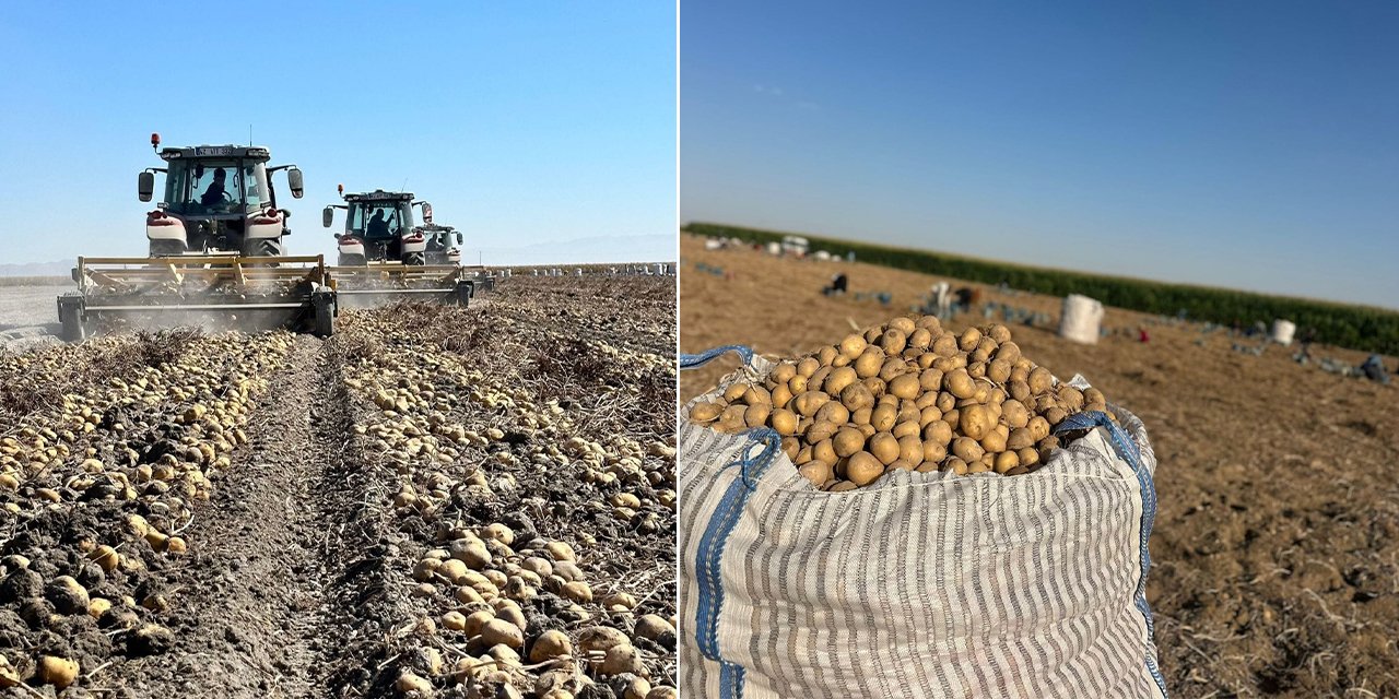 Üretimi Konya’ya kayan vazgeçilmez üründe ilk hasat