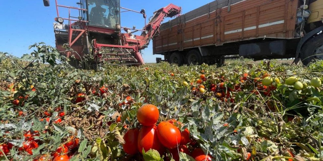 Plansız üretim çiftçiye yine kaybettirdi