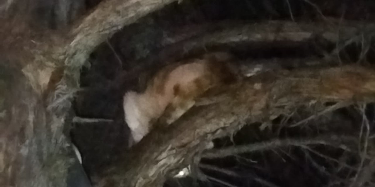 Konya’da kedi kurtarma operasyonu