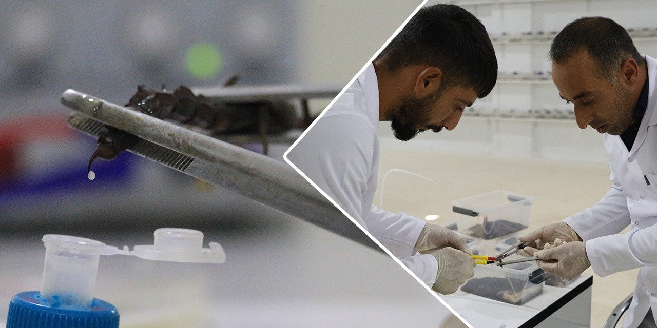 100 gramlık akrep zehri inşaat ustasına 59 milyonluk servet getirdi