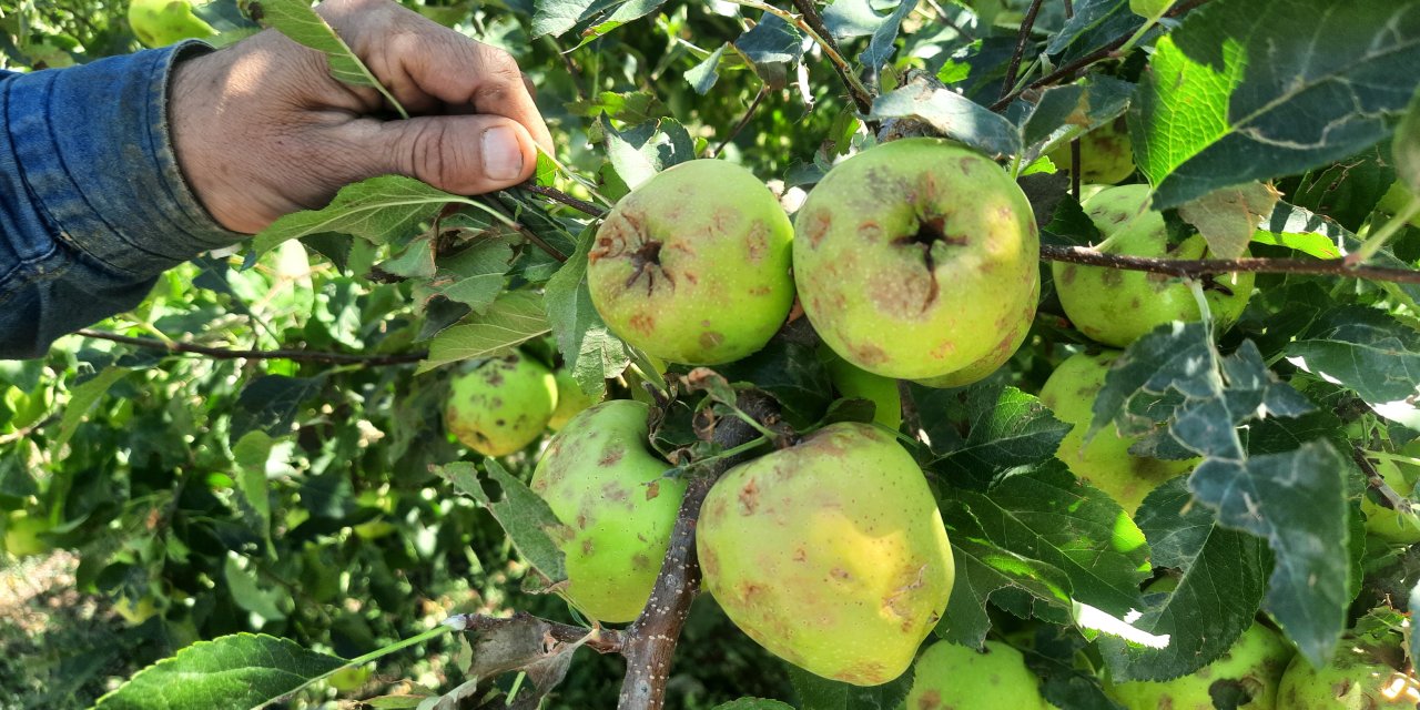 Konya'da çiftçinin emeği bir günde yok oldu