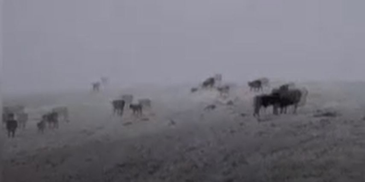 Mevsimin ilk karı ortalığı beyaza bürüdü! Hayvanlar şaşkına döndü