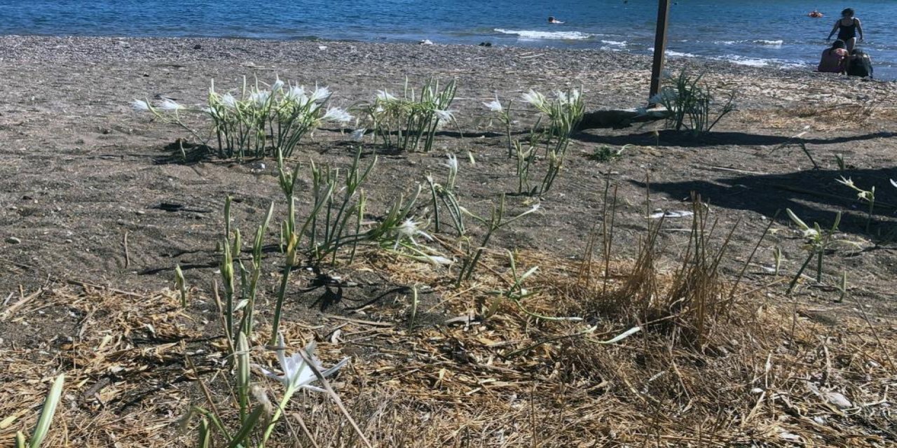 Konyalı çift, zambağı koparmanın cezasını duyunca yanından bile geçemedi
