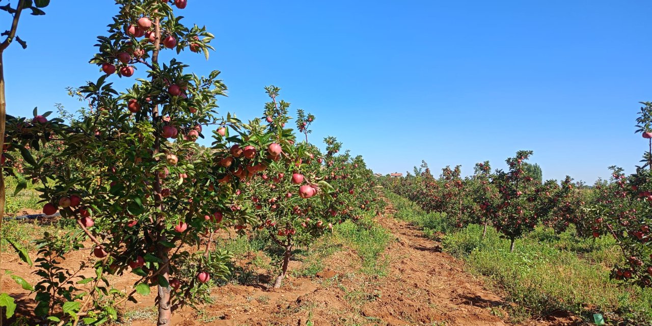 Konya’nın elma deposu olarak bilinen ilçesi hasada hazırlanıyor