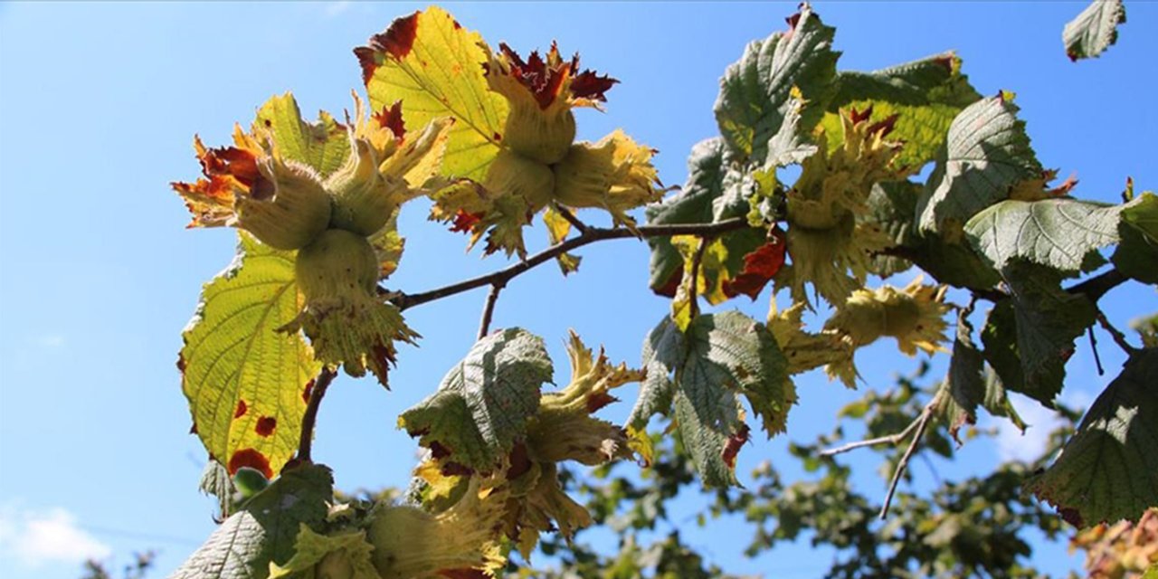 Haberi okuyan şaşkın! Konya’da bu da mı yetişiyor?