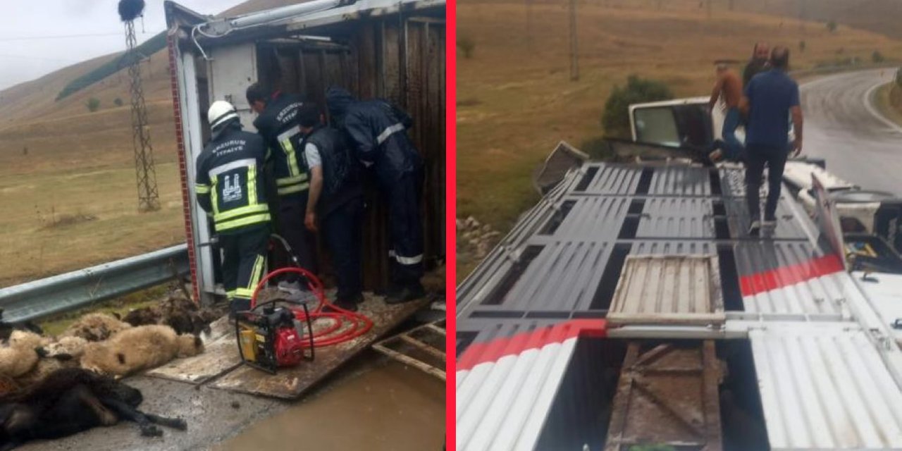 Koyun yüklü TIR yol ortasına devrildi