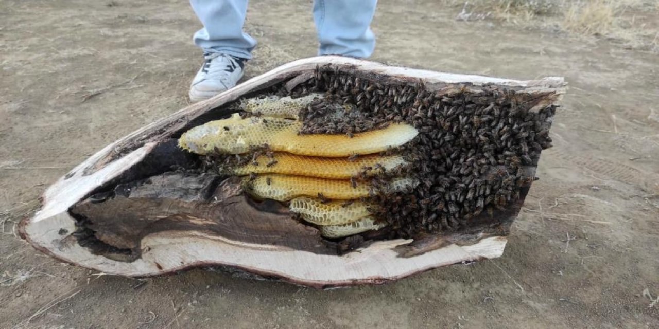 Mağara ve ağaç kovuğundan kilo kilo hazine çıktı