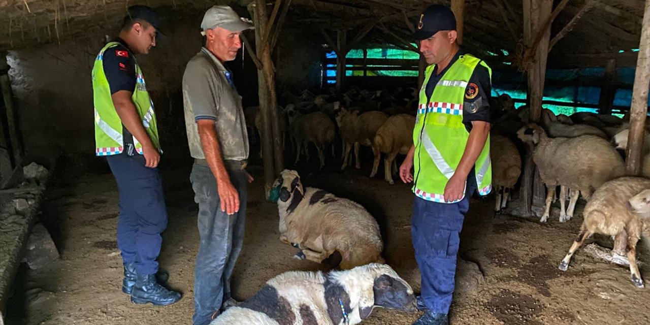Çalınan 18 küçükbaş eski bir ağılda bulundu