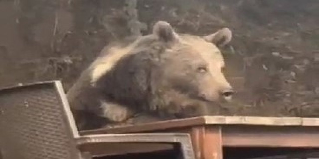 Ormandan lokantaya! Ayı masaya oturup servis bekledi