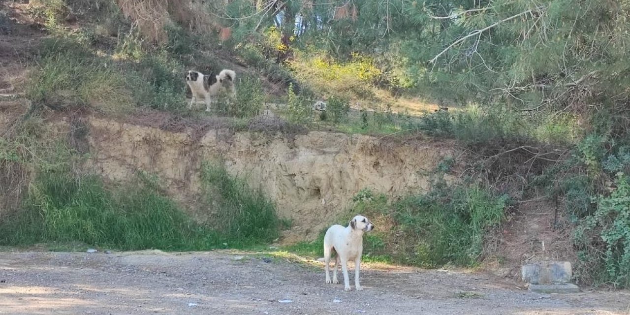 Başıboş köpekler küçükbaş hayvanları telef etti