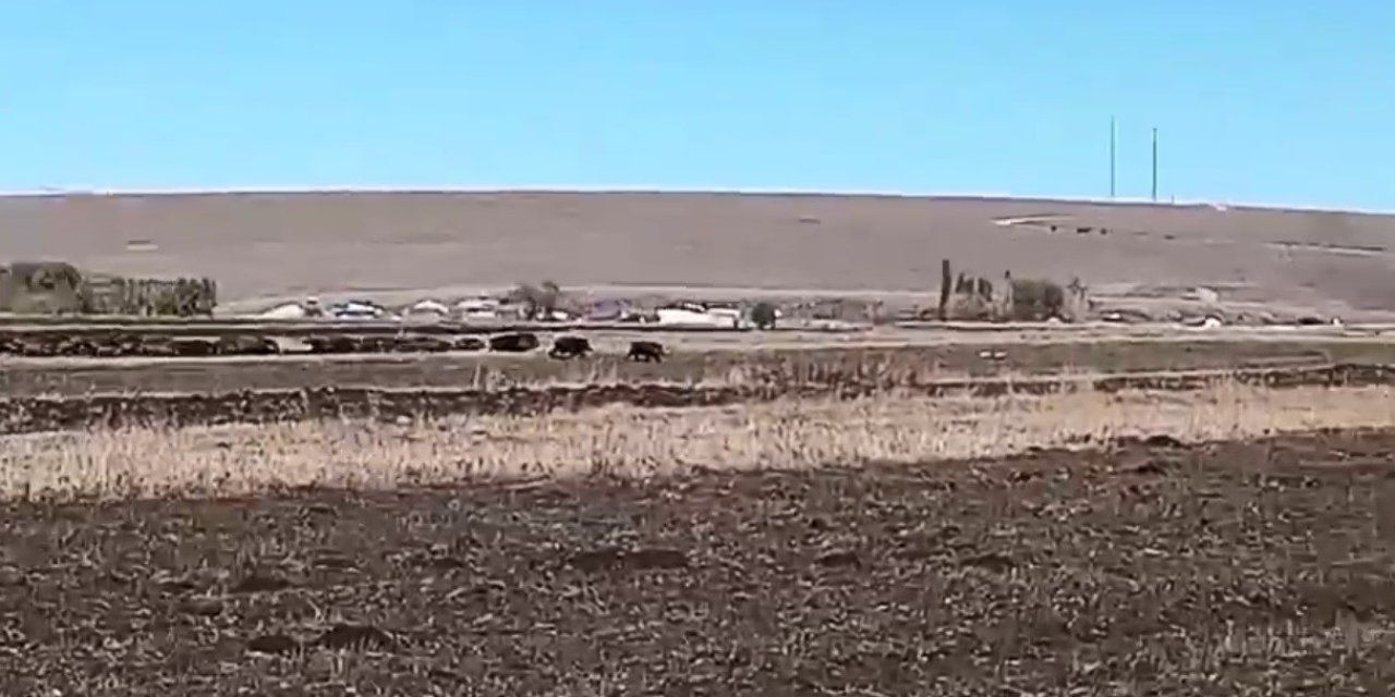 Mısır tarlaları istilaya uğradı