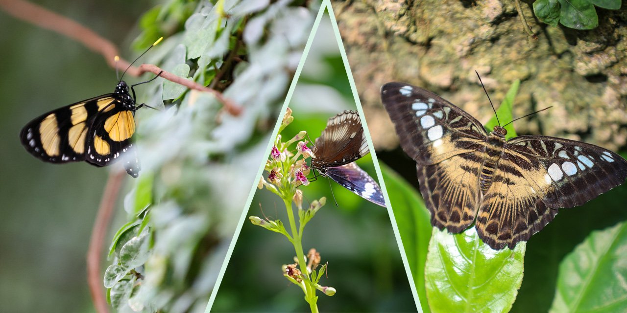 Konya turizminin masalsı dünyası: Tropikal Kelebek Bahçesi