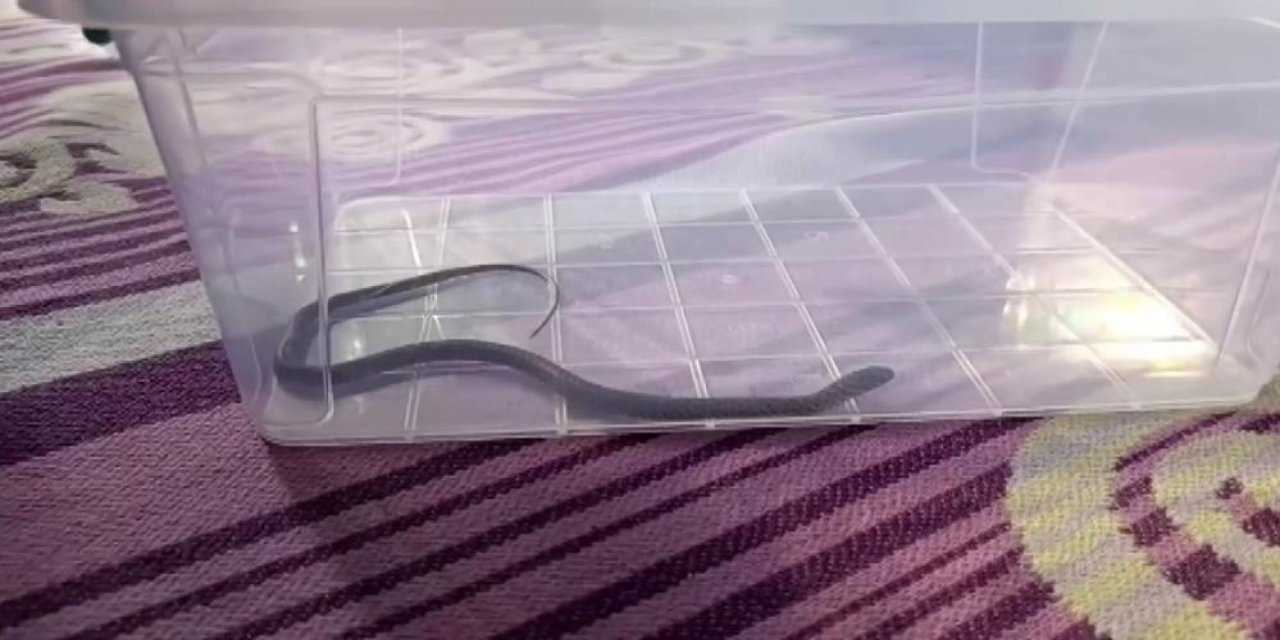 4’üncü kata tırmanan misafir ev halkını korkuttu