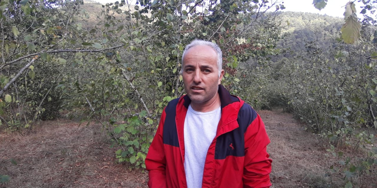 Fındık bahçesi bir anda vahşi arenaya dönüştü! Ayı parmağını koparttı