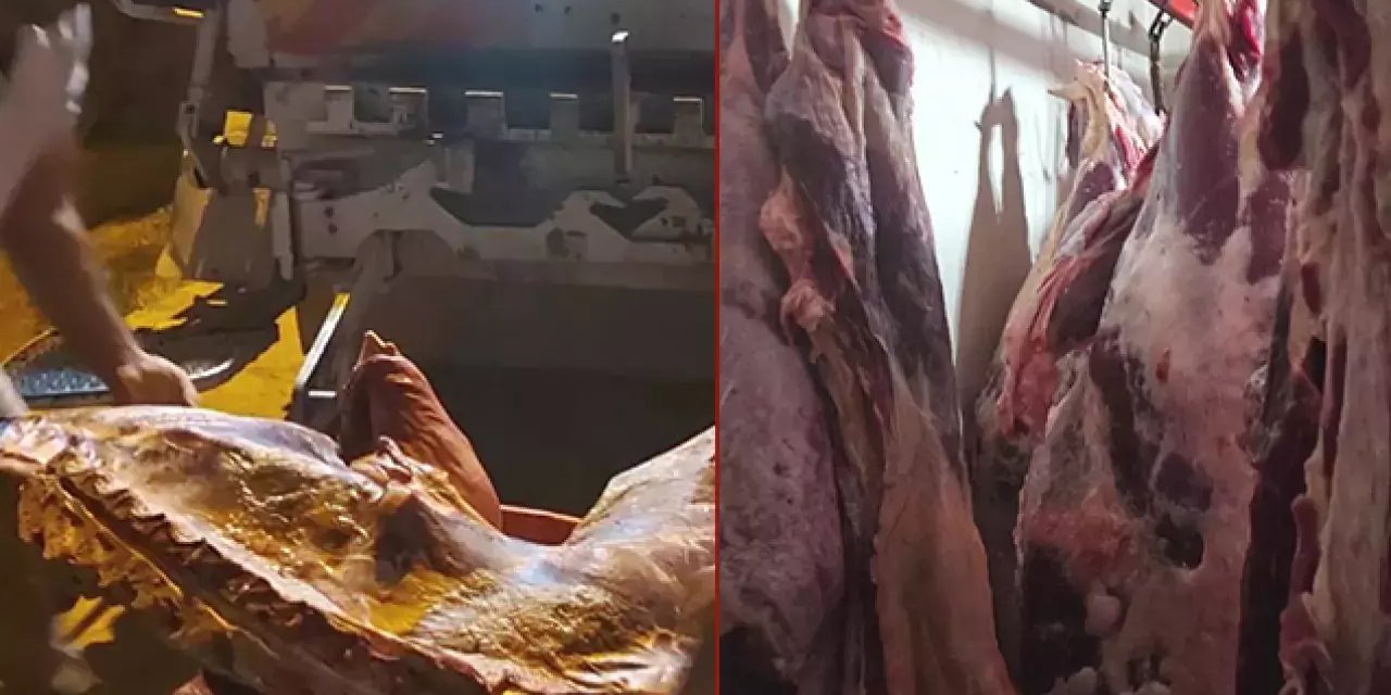 Ahırdan 1,5 ton kaçak et çıktı