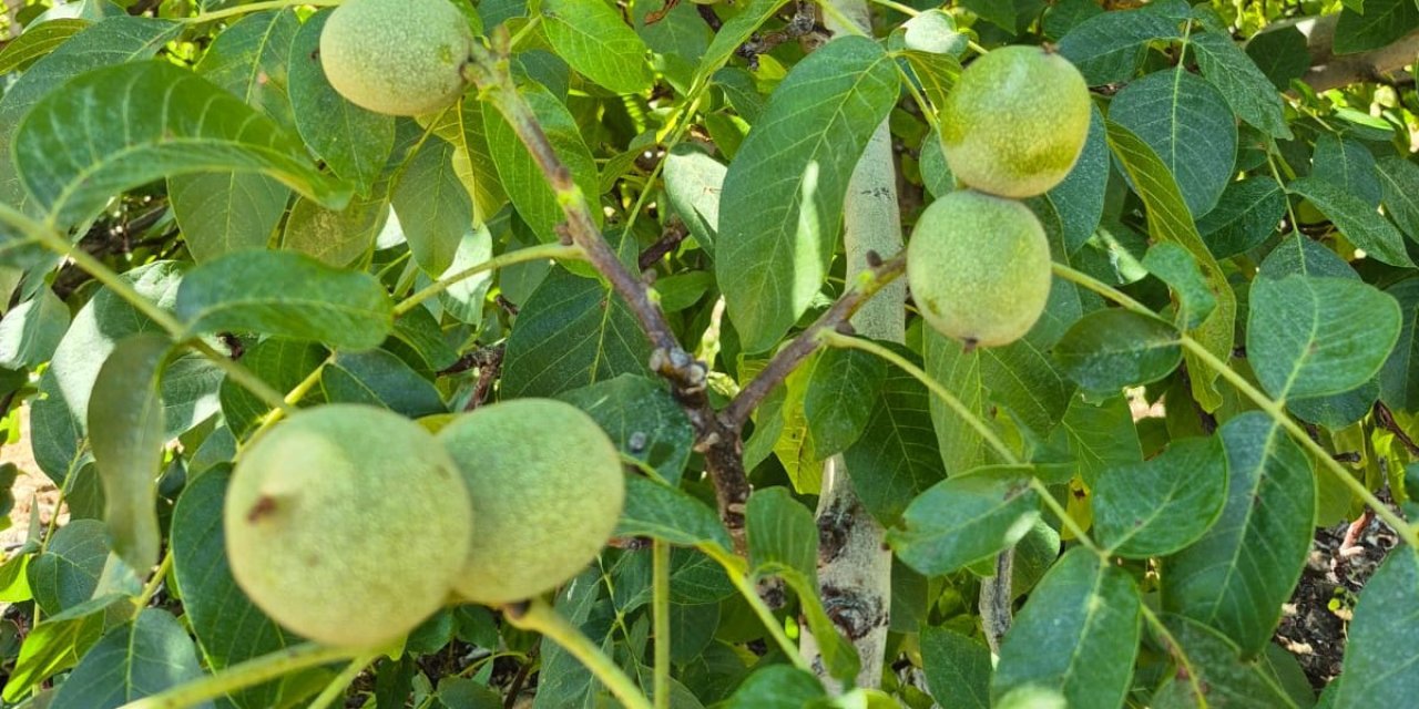 Konya'nın ceviz deposu ilçesinde üretici buluşması
