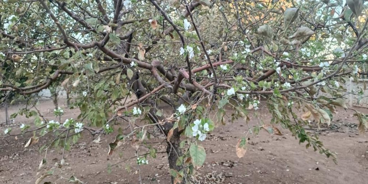 Eylül ayında ilkbahar sürprizi
