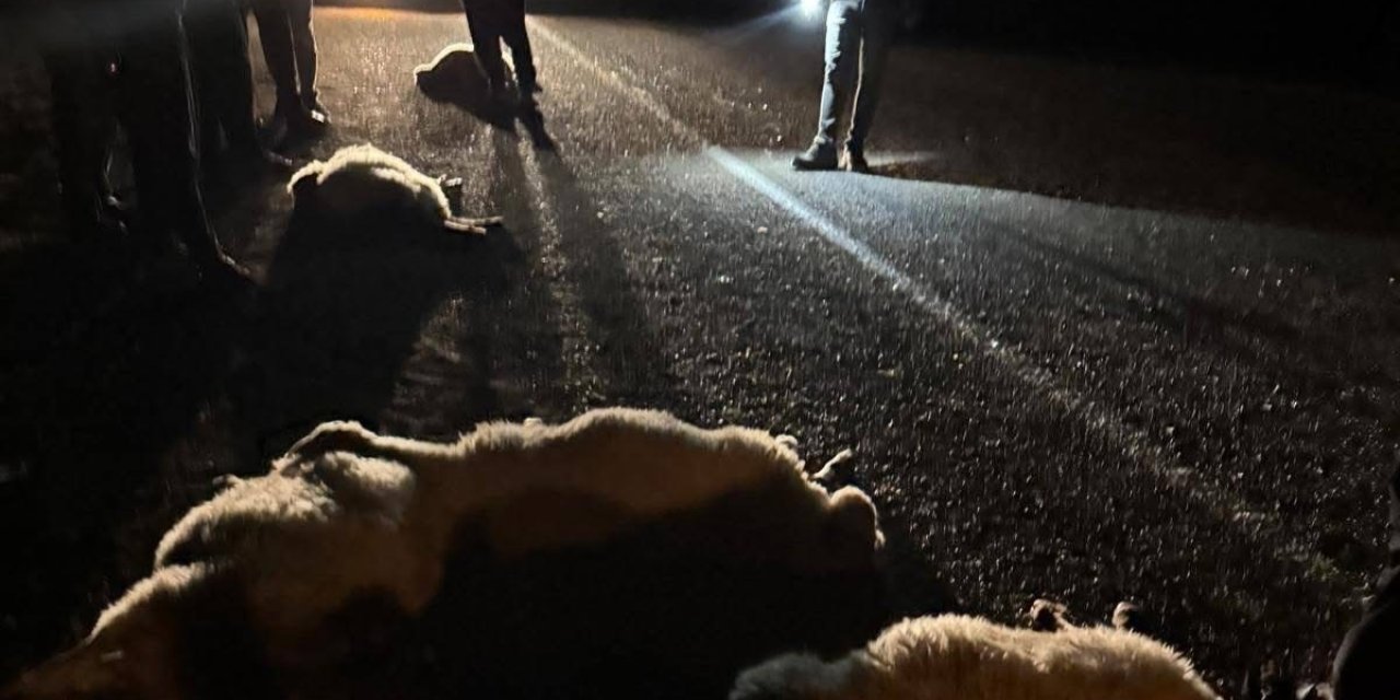 Otomobilin çarptığı 11 küçükbaş telef oldu