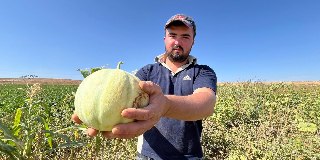 Konya’da ata tohumu ile yetişiyor, paha biçilmediği için satılmıyor