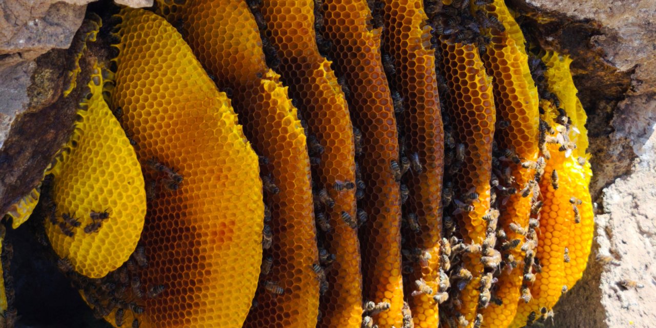 Konya’nın bu balı, saflığıyla herkesin aklını çeliyor