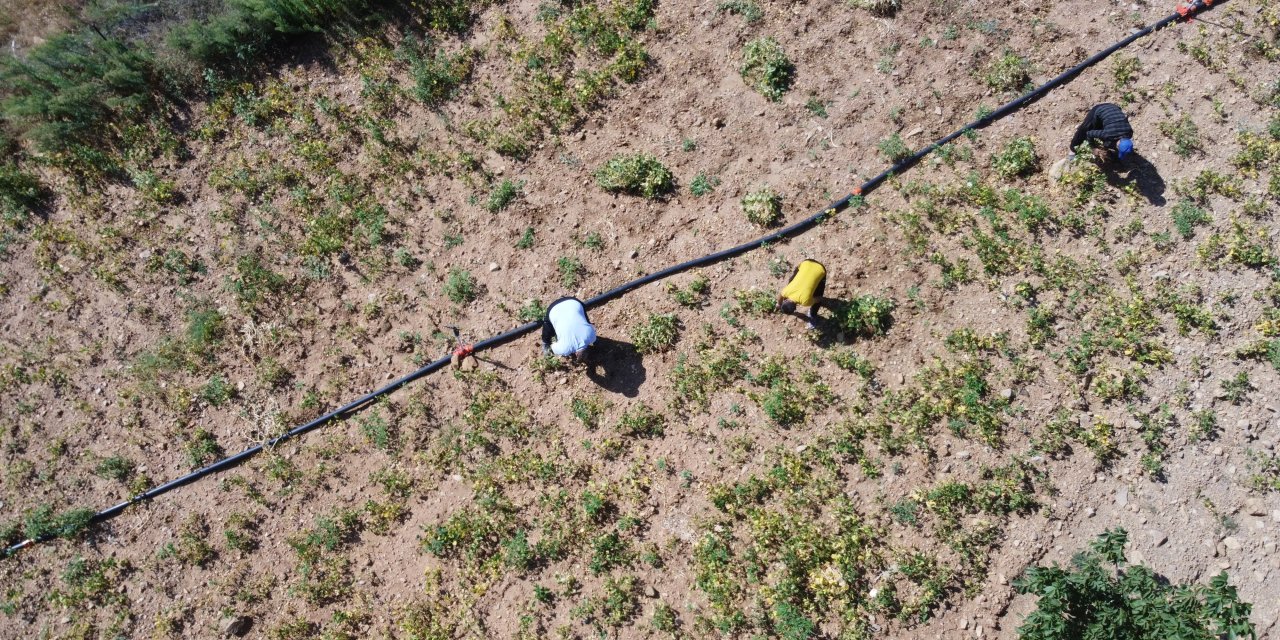 Beyaz fasulyede hasat başladı: Sofraların lezzeti 125 TL’ye tezgahta