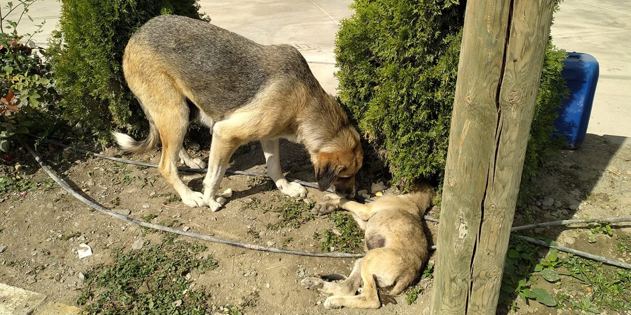 Anne köpek, bacakları kırılan yavrusunun başından ayrılmadı