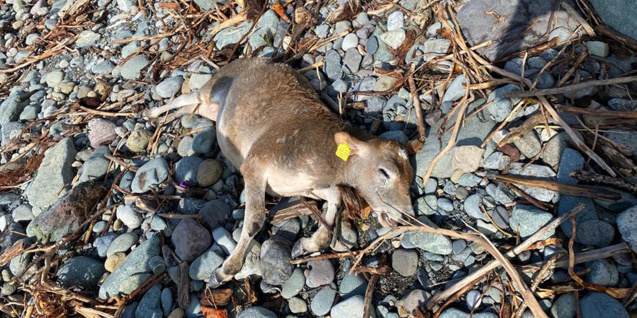 Dereler taştı, hayvanlar sel sularına kapılarak öldü