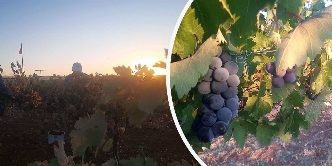 Konya’da sıfır maliyetli düzenek ile üzüm nöbeti