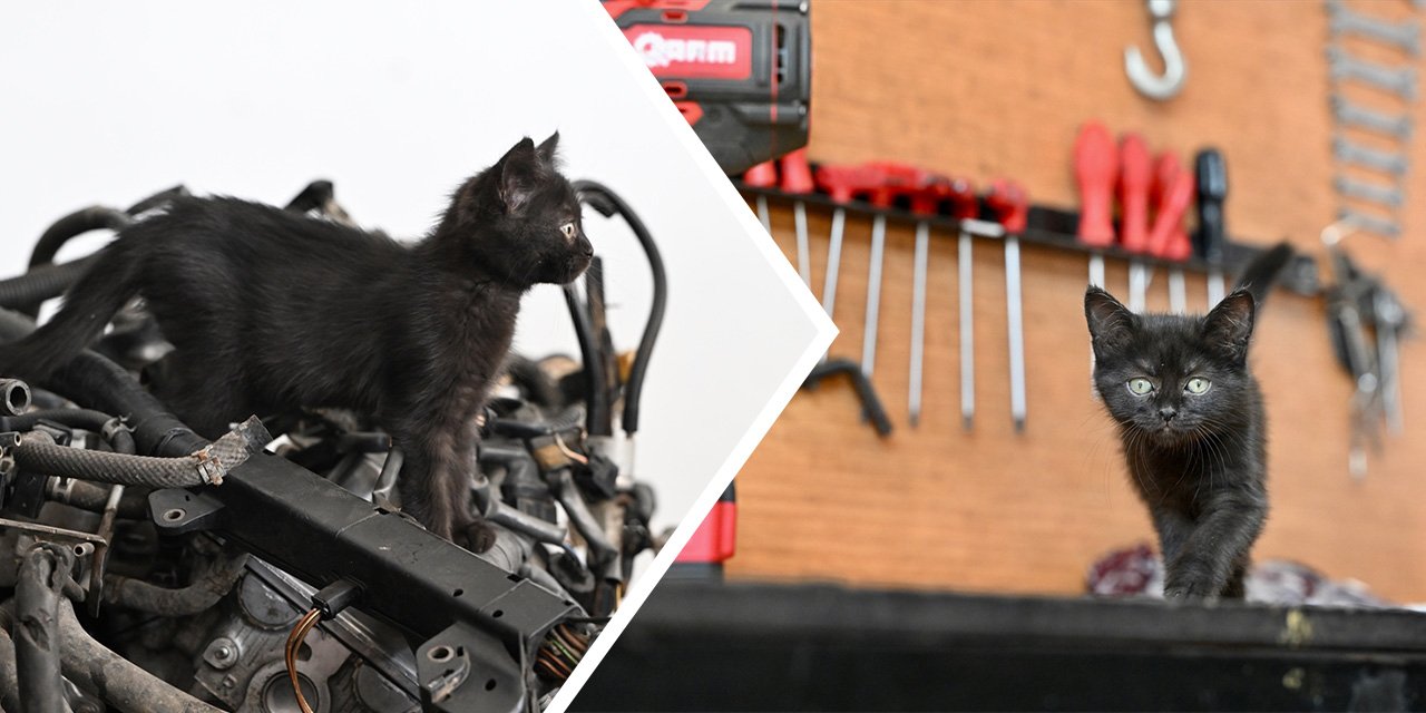 Tamirhanenin yeni Çırak'ı görenlerin yüzünü güldürüyor