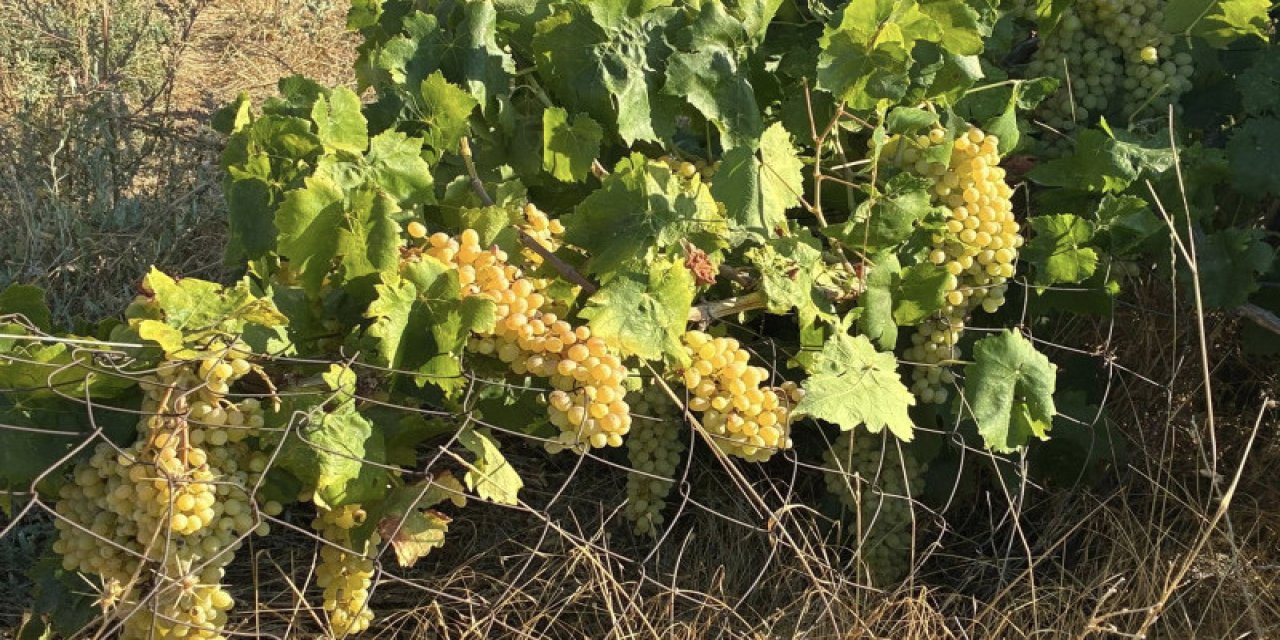 Konya'da bağ bozumu başladı, üreticilerin yüzü güldü