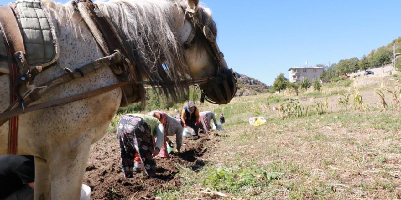 Konya’da atadan kalma yöntemle hasat başladı