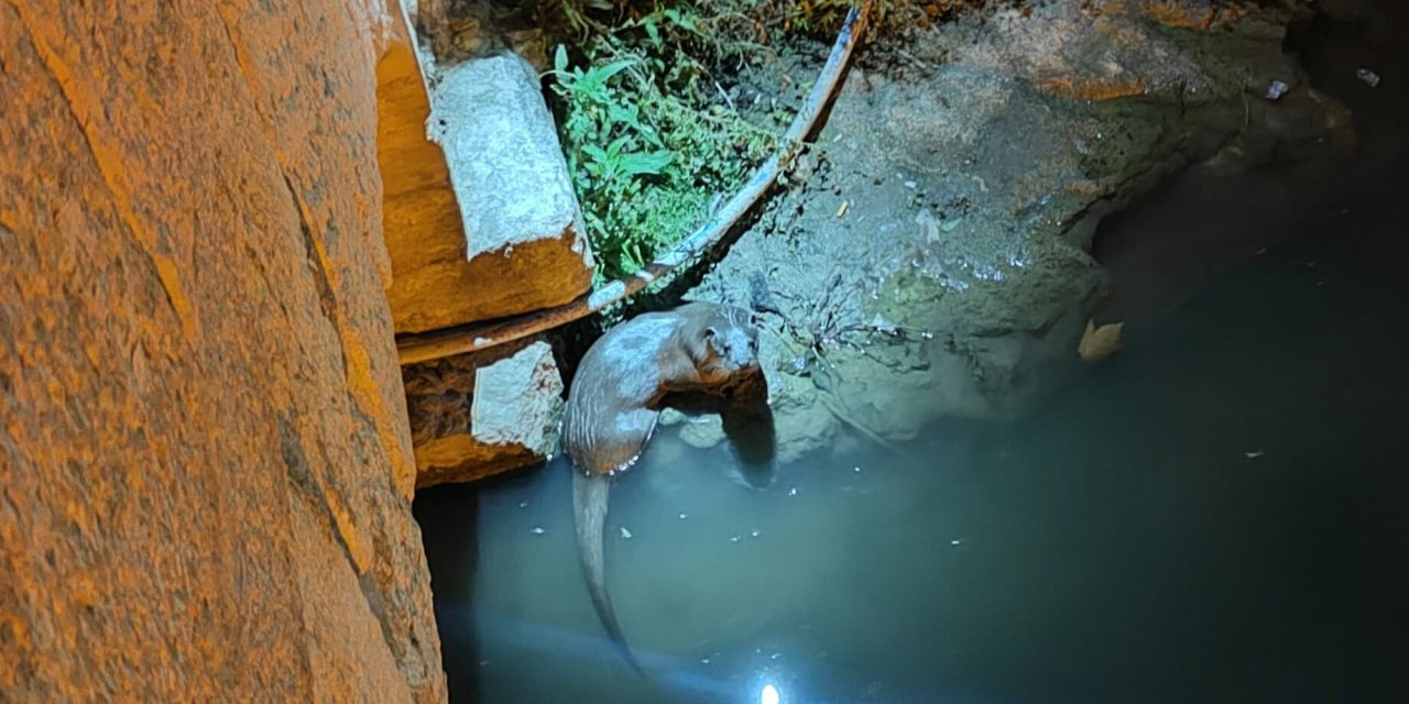 Konya'nın sevimli misafiri tekrar görüldü