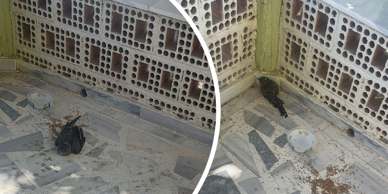 Konya itfaiye ekiplerinden yaralı ebabile şefkat eli