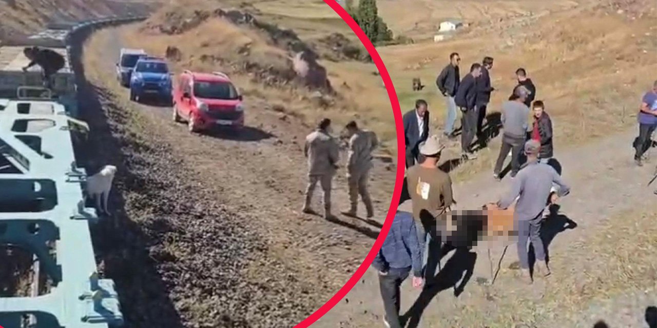 Sürüye yük treni çarptı, 5 inek telef oldu