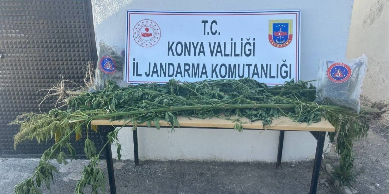 Konya’da tarlaya uyuşturucu baskını