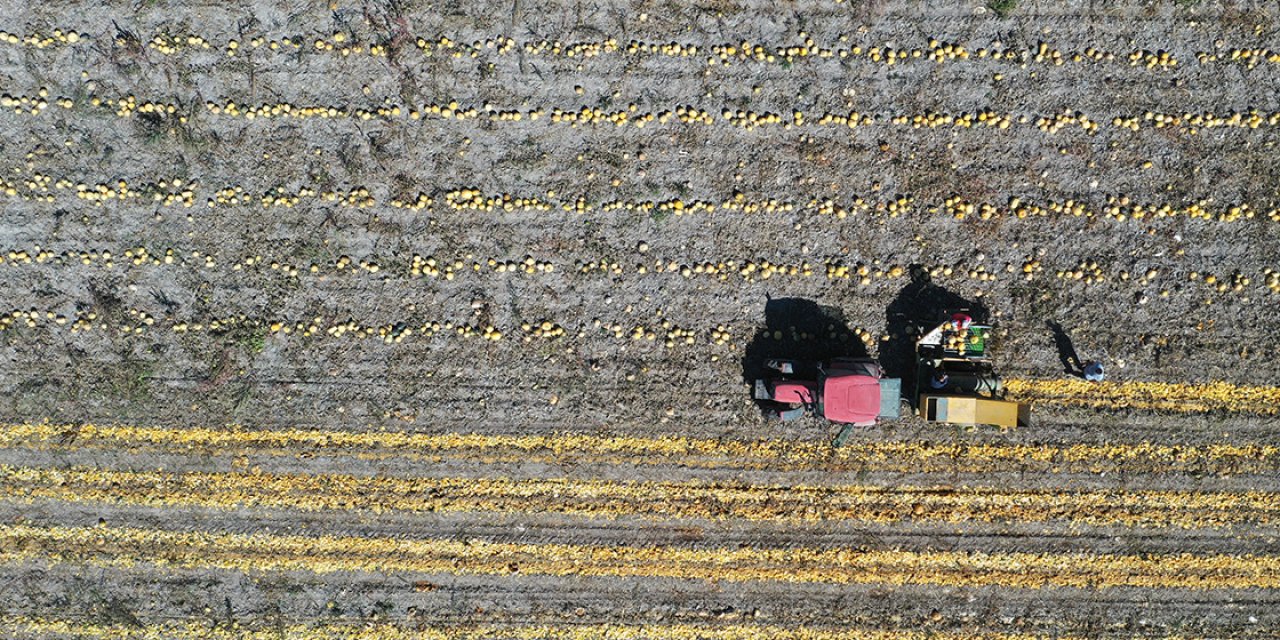 Konya’nın altın tanelerinde hasat zamanı! Fiyat üreticiyi güldürüyor