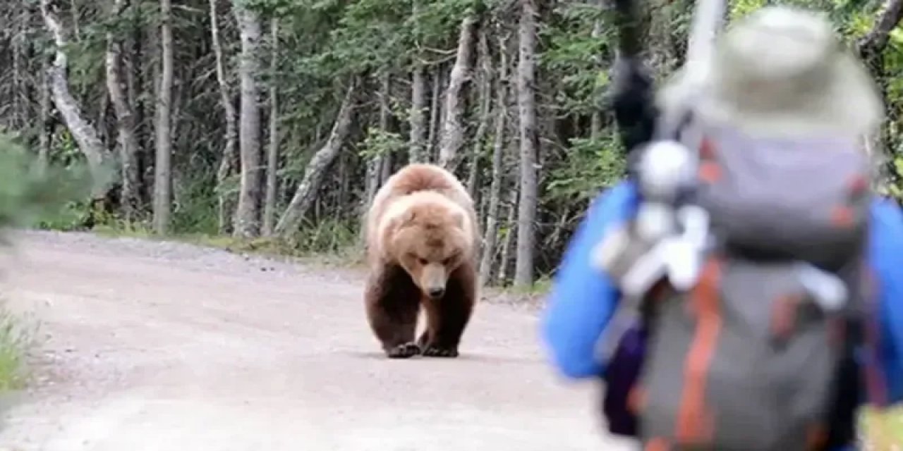 Ayı saldırısına uğrayan adam hayatını kaybetti