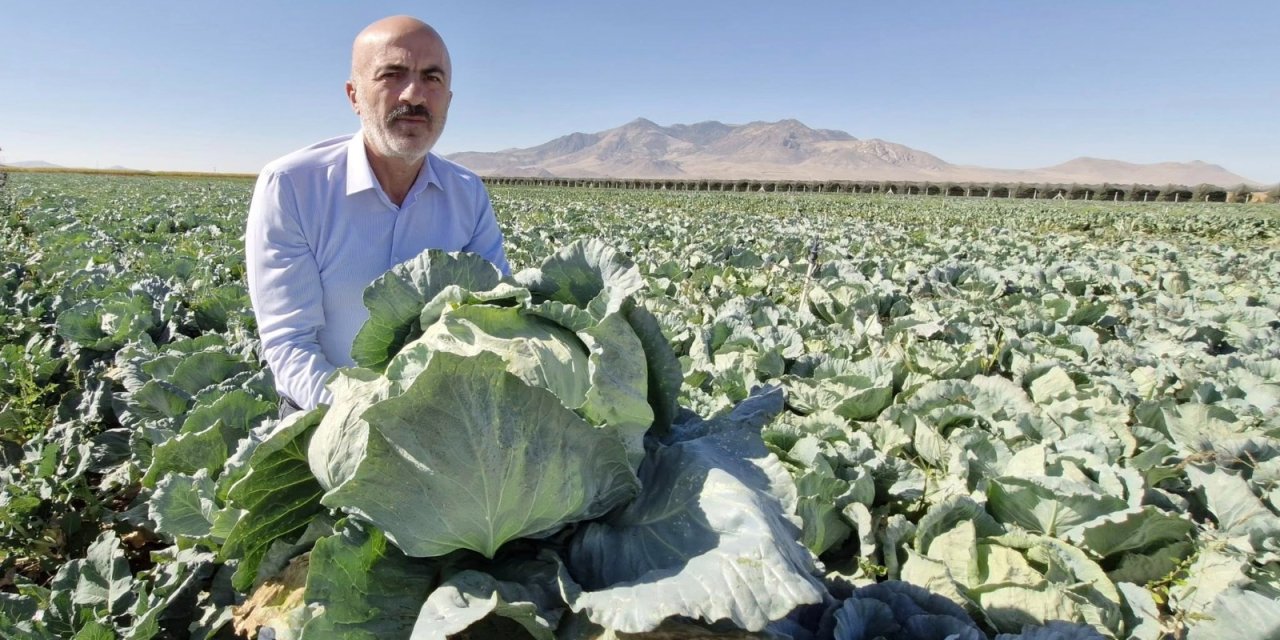 Hasadı 5 ay süren ürün çiftçinin yüzünü güldürdü