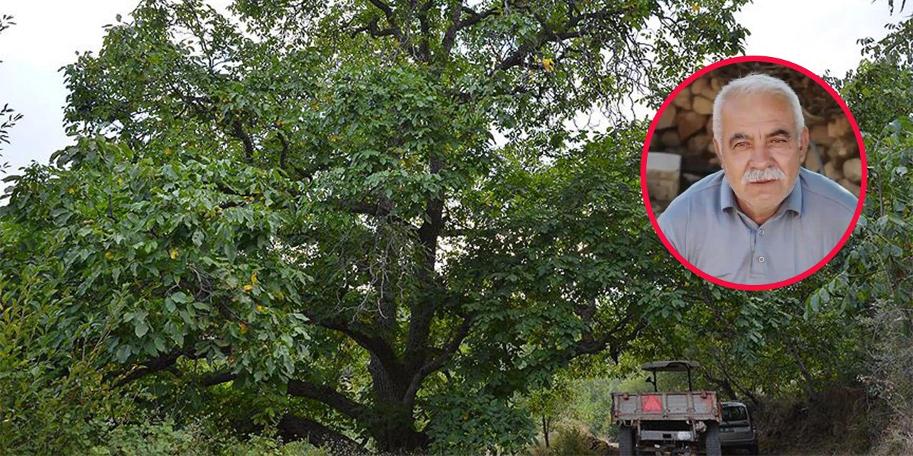 Ceviz ağacından düşen muhtar hayatını kaybetti