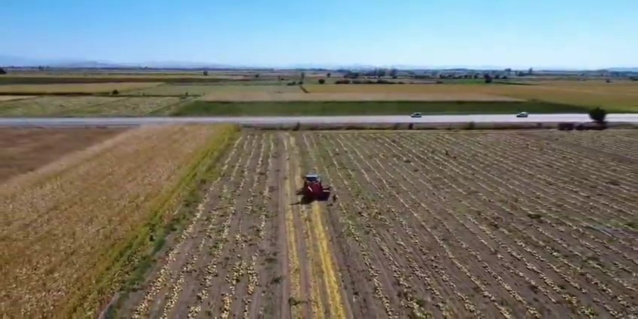 Hasat başladı! Konya’nın iddialı olduğu üründe verim endişesi