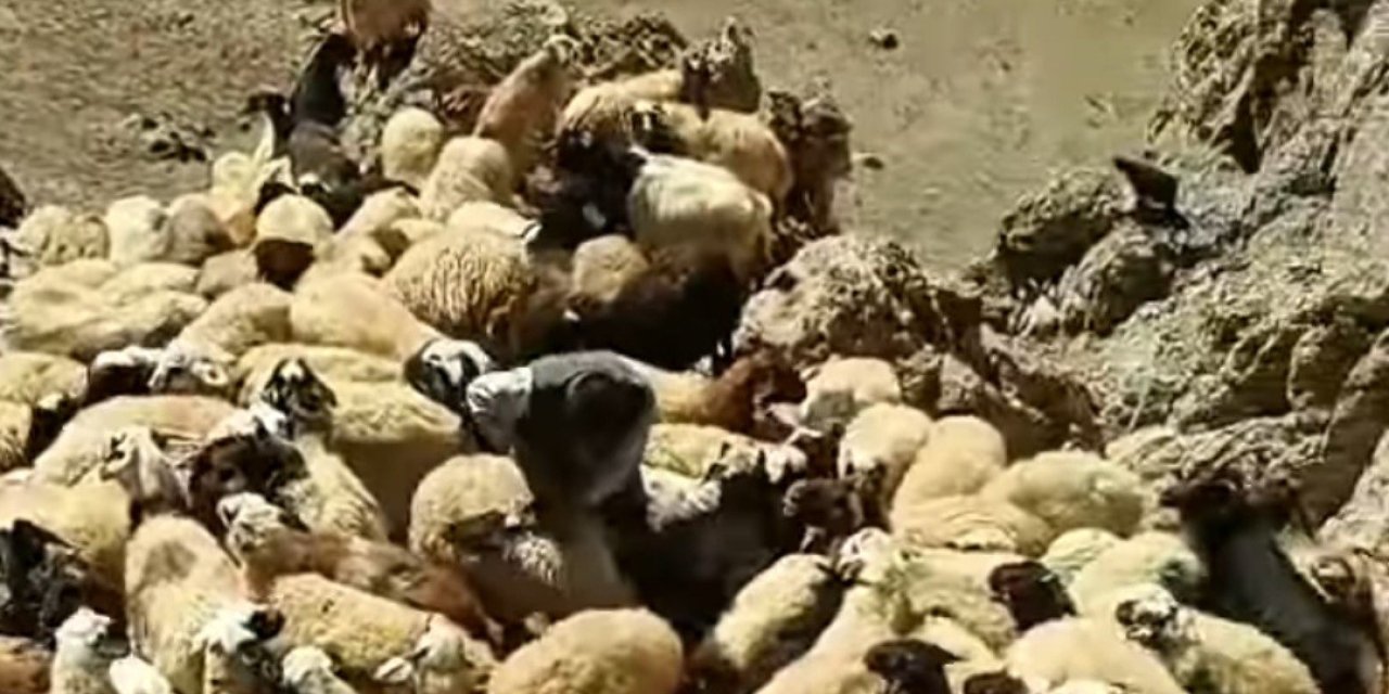 Yayladaki koyunlara kurt saldırdı, onlarcası telef oldu