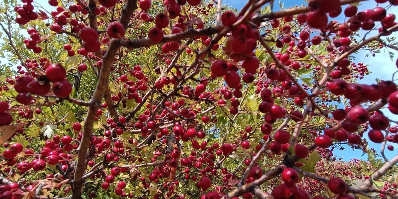 Şifa kaynağı Konya’nın dağlarını kırmızıya bürüdü