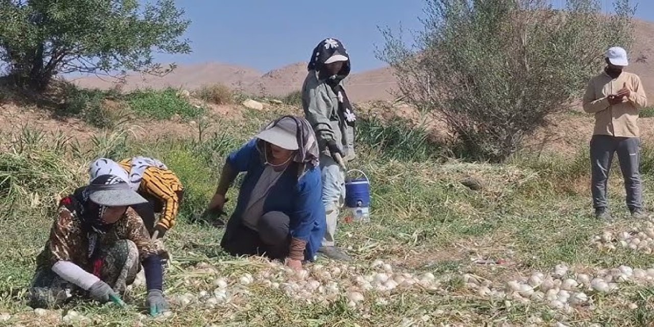 Konya’nın dev ürünü, pazarda alıcı bulamıyor