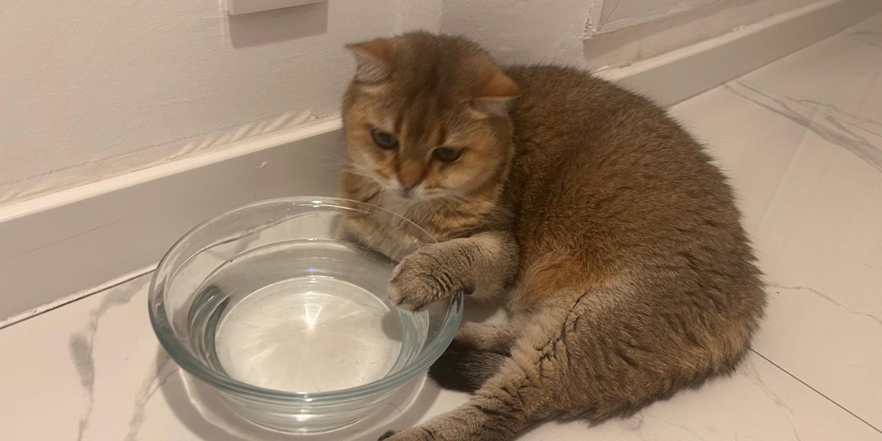 Takıntı hastası kedi antidepresan kullanmaya başladı