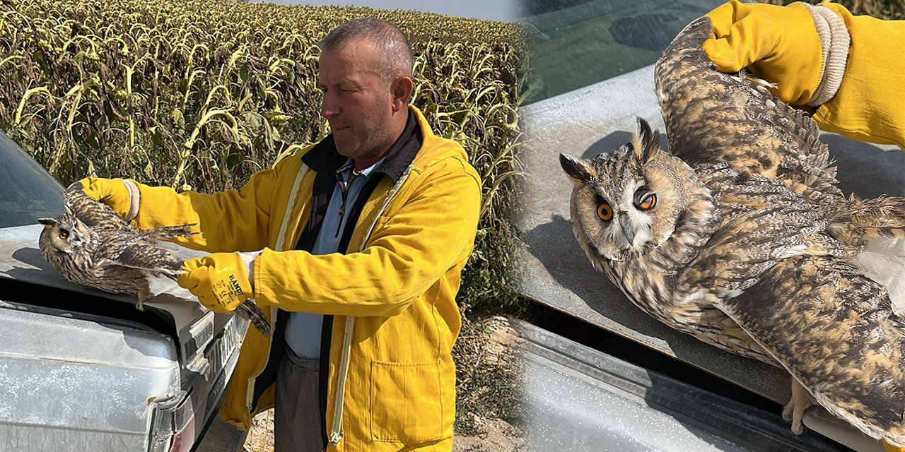 Konya’da nesli tükenme tehlikesi altındaki kuş yaralı halde bulundu