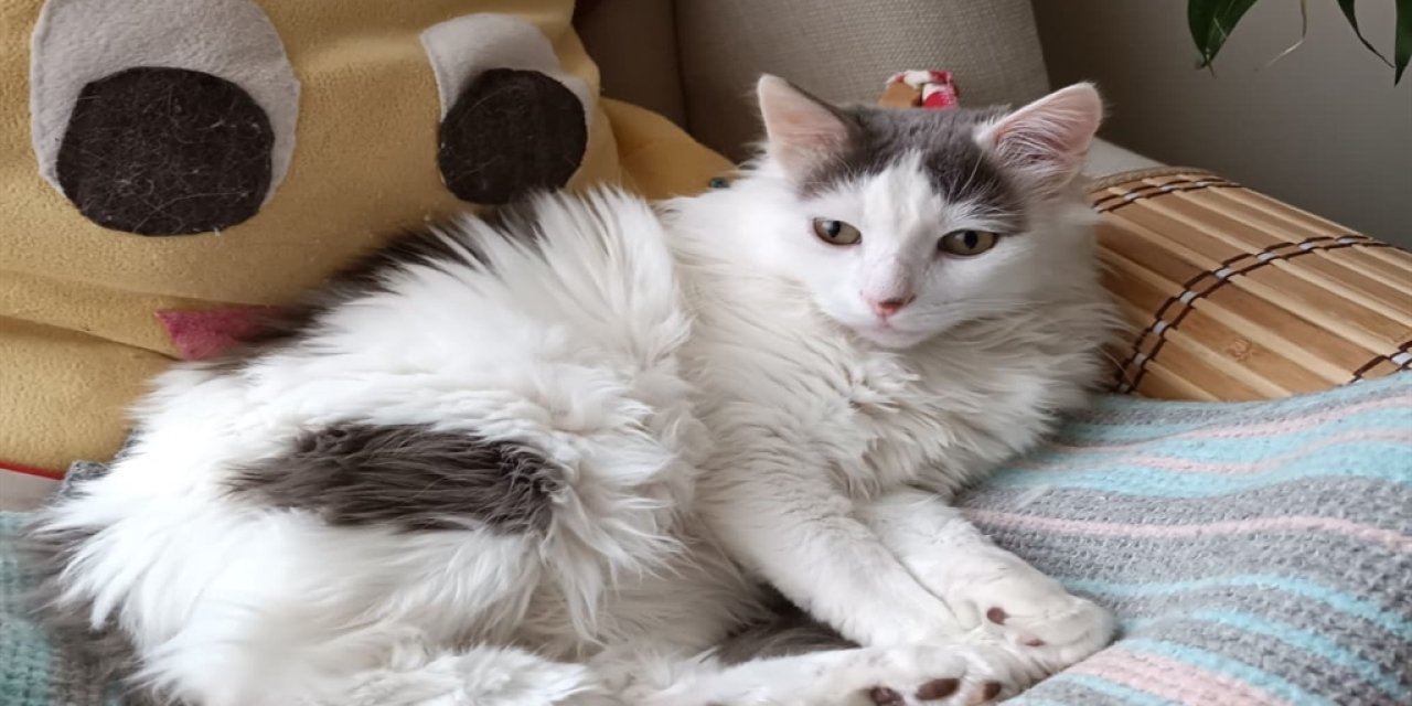 Hayvanlar hediyelik eşya değildir, sorumluluk ister