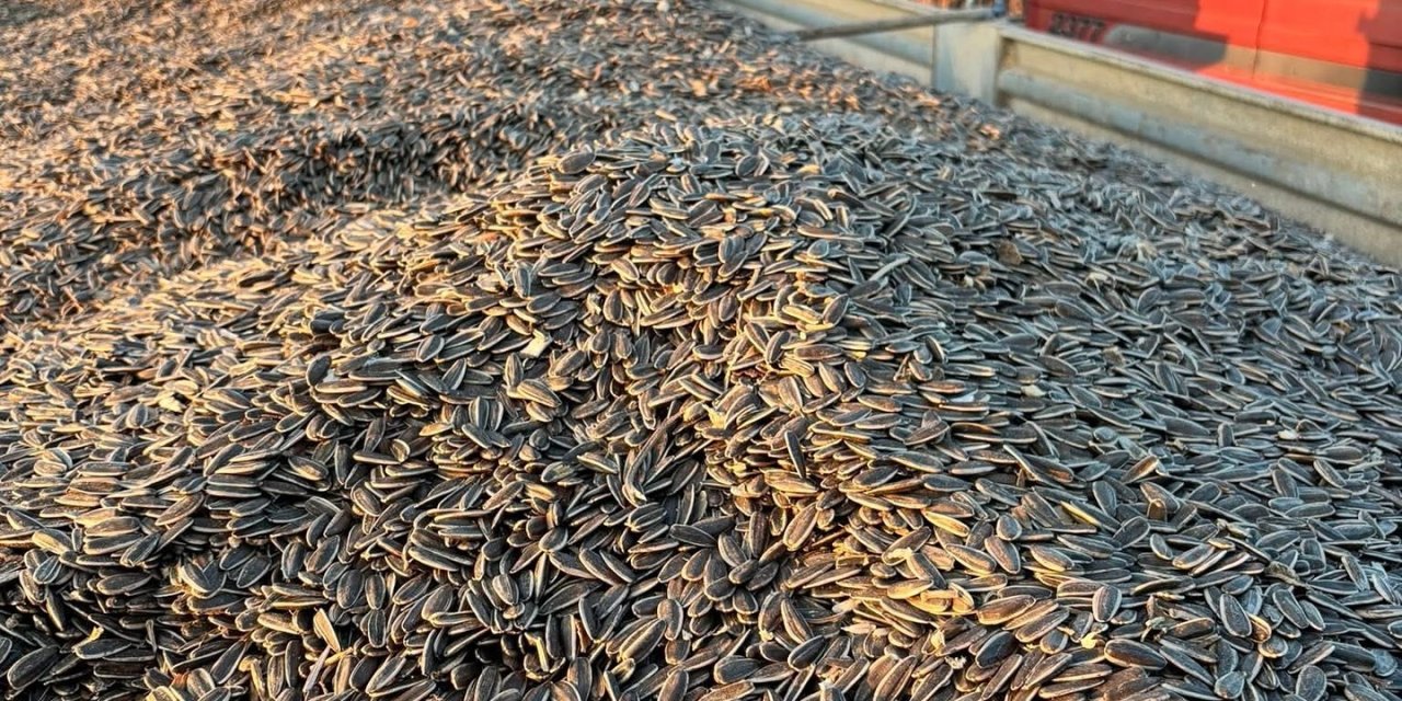 Konya’da rekor hasat